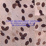 Coprinellus callinus image