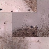 Coprinellus callinus image