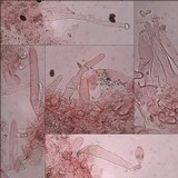 Coprinellus callinus image