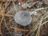 Tricholoma atrosquamosum image