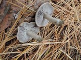 Tricholoma atrosquamosum image