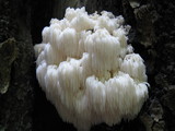 Hericium americanum image