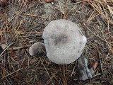 Tricholoma atrosquamosum image