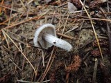 Tricholoma atrosquamosum image