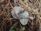 Tricholoma atrosquamosum image