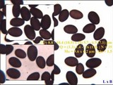 Coprinopsis pseudonivea image