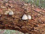 Mycena subcana image