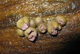 Lycogala epidendrum image