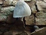 Mycena subcana image