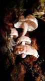 Neolentinus kauffmanii image