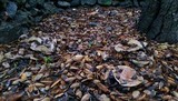 Lactarius argillaceifolius image