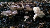 Lactarius argillaceifolius var. megacarpus image
