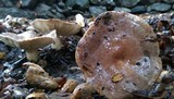 Lactarius argillaceifolius image