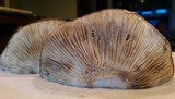 Lactarius argillaceifolius image
