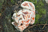 Hydnellum ferrugineum image