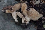 Lactarius argillaceifolius image