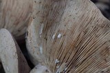 Lactarius argillaceifolius image