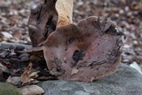 Lactarius argillaceifolius image
