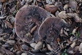 Lactarius argillaceifolius var. megacarpus image