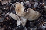 Lactarius argillaceifolius image