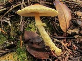 Lepiota magnispora image