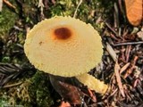 Lepiota magnispora image