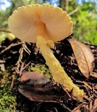 Lepiota magnispora image