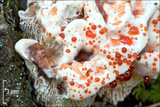 Hydnellum ferrugineum image