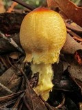 Lepiota magnispora image