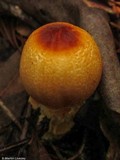 Lepiota magnispora image