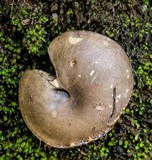 Image of Austroboletus longipes