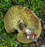 Austroboletus longipes image