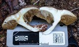 Austroboletus longipes image