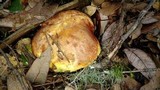 Suillus ponderosus image