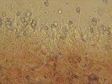 Mycena subcana image