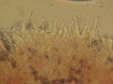 Mycena subcana image