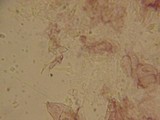 Mycena subcana image