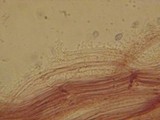 Mycena subcana image