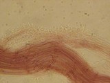 Mycena subcana image