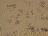 Mycena subcana image