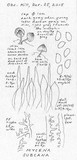 Mycena subcana image
