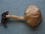 Clitopilus hondensis image