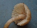 Clitopilus hondensis image