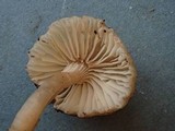 Clitopilus hondensis image