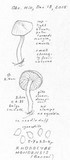 Clitopilus hondensis image