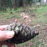 Mycena purpureofusca image