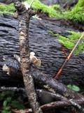 Stereum ochraceoflavum image