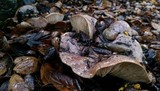 Lactarius argillaceifolius var. megacarpus image