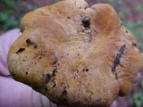 Cantharellus roseocanus image
