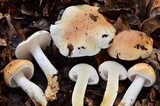 Hygrophorus roseobrunneus image